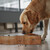 Relaxdays Hundenapfbar, für Hunde, 2 Edelstahlnäpfe, je 1 l Volumen, HxBxT: 8 x 39,5 x 18 cm, Trinknapf, natur/silber