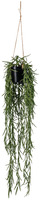 Hängepflanze Haniya; 55 cm (L); grün/braun