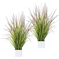 Imperata cylindryczna Red Baron w doniczce