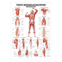 Tiefe Muskelschichten-Rücken Lehrtafel Anatomie 100x70cm medizinische Lehrmittel, Nicht Laminiert