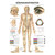Körperakupunktur Poster Anatomie 70x50 cm medizinische Lehrmittel, Nicht Laminiert