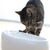 Lucky-Kitty 1010 Futter-/Wasserspender für Hunde/Katzen Keramik Grau Katze Automatische Haustiertränke