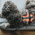 Hunter Maldon XS Grau, Orange Nylon Hund Halftergeschirr