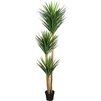 Yucca
