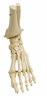 Fußskelett mit Unterschenkelstumpf Rüdiger Anatomie (1 Stück) , Detailansicht
