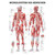 Muskelsystem Mini-Poster Anatomie 34x24 cm medizinische Lehrmittel, Nicht Laminiert