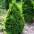 Levensboom Thuja occidentalis 'Holmstrup'