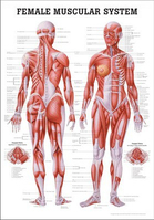 Rüdiger-Anatomie CH35 lam Plakat 70 x 100 cm