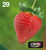 Epson Strawberry Multipack EasyMail "Fraise" 29 - Encre Claria Home N,C,M,J