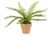 Artificial Potted Mini Fern in Terracotta Pot x3 - 25cm, Natural Green