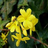 Winterjasmijn Jasminum nudiflorum