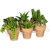 Mini-succulentes