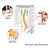 Dorntherapie Mini-Poster Anatomie 34x24 cm medizinische Lehrmittel, Laminiert