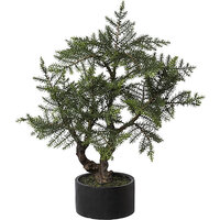 Pino di Norfolk bonsai