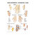 Hand-Akupunktur Poster Anatomie 70x50 cm medizinische Lehrmittel, Nicht Laminiert