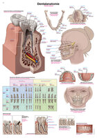Anatomische Lehrtafel Dentalanatomie Erlerzimmer 50 x 70 cm Kunstdruckpapier mit Beleistung (1 Stück), Detailansicht