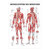 Menschliches Muskelsystem Lehrtafel Anatomie 100x70 cm medizinische Lehrmittel, Nicht Laminiert