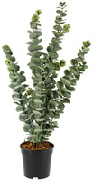 Eukalyptuspflanze Haruko; 20x20x51 cm (LxBxH); grün/schwarz
