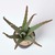 Aloe Vera Succulent, in Black Pot, 300 mm