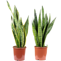 2er-Set Bogenhanf - 1x Sansevieria zeylanica & 1x Sansevieria trifasciata 'Laure