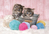 Clementoni Sweet Kittens Puzzle 104 pz Fauna
