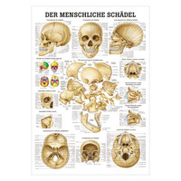 Schädel und Schädelknochen Mini-Poster Anatomie 34x24 cm medizinische Lehrmittel, Nicht Laminiert