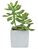 Artificial Succulent in White Cement Pot - Red/Green Plant 20cm