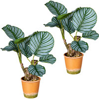 Calathea