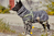 Hurtta HU-934028 Kleidung für Hunde & Katzen 30 Grau Stoff Hund Pullover