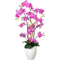 Orchidée papillon, real touch