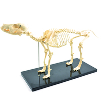 Hundeskelett (künstliches Skelett) Heinescientific (1 Stück) , Detailansicht