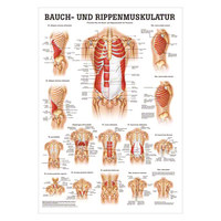 Bauch- und Rippenmuskulatur Mini-Poster Anatomie 34x24 cm med. Lehrmittel, Nicht Laminiert