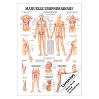 Manuelle Lymphdrainage Mini-Poster Anatomie 34x24 cm medizinische Lehrmittel, Laminiert
