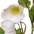 Artificial Silk Helleborus Flower - 55cm, Green/Burgundy