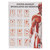 Muskulatur des Menschen Mini-Poster Booklet Anatomie 34x24 cm, 12 Poster