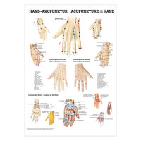 Hand-Akupunktur Mini-Poster Anatomie 34x24 cm medizinische Lehrmittel, Nicht Laminiert