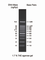 DNA-Leitern für Gelelektrophorese | Typ: CSL-MDNA-100BP