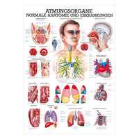 Die Atmungsorgane Lehrtafel Anatomie 100x70 cm medizinische Lehrmittel, Nicht Laminiert
