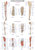 Anatomische Lehrtafel Untere Extremität Erlerzimmer 70 x 100 cm Kunststoff-Folie, mit Beleistung (1 Stück), Detailansicht