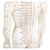 Akupunkturfigur weiblich 45 cm, Anatomie Modell, Anatomische Lehrmittel