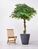 Luxury Artificial Silk Bespoke Ficus Tree Deluxe on Coffee Stem in Pot - 200cm, Green