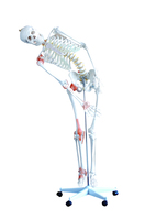 Lebensgroßes menschliches Skelett mit flexibler Wirbelsäule Heinescientific (1 Stück) , Detailansicht
