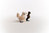 schleich FARM WORLD Trio de poules