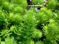 Myriophyllum aquaticum