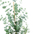 3er-Set Gummibaum - Ficus elastica 'Robusta' - Höhe ca. 50 cm, Topf-Ø 17 cm