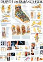 Rüdiger-Anatomie TA28 lam Plakat 70 x 100 cm