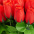 Relaxdays Kunstrosen rot, Kunstblumen, künstliche Dekoblumen, 48 Stück mit Stiel und Blättern, rote Köpfe, H: 26 cm, red