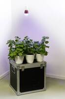 Venso Növény lámpa 113 mm 230 V E27 7 W Semleges fehér Izzólámpa forma 1 db