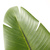 Kunstpflanze / Kunstbaum BANANE 170 cm grün hjh OFFICE