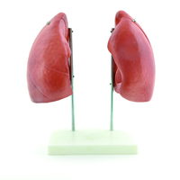 Anatomisches Lungenmodell zerlegbar Heinescientific (1 Stück) , Detailansicht